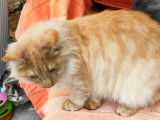 Chaton Norvégien rouge smoke LOOF disponible