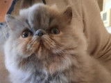 À vendre 2 chatons Persans LOOF