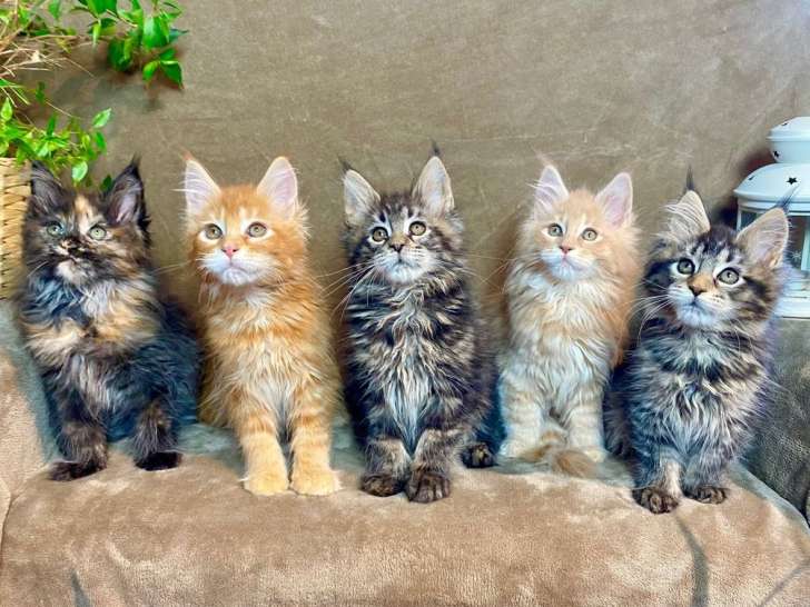4 chatons Maine Coon à vendre (non LOOF)