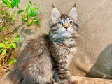4 chatons Maine Coon à vendre (non LOOF)