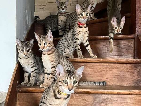 Chatons Savannah F6 Loof Disponibles A La Vente Petite Annonce Chat