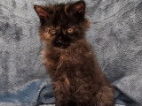 Chatonne LOOF Selkirk Rex Longhair noire fum&eacute;e tortue &agrave; vendre