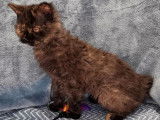 Chatonne LOOF Selkirk Rex Longhair noire fum&eacute;e tortue &agrave; vendre