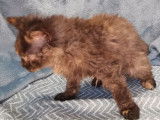 Chatonne LOOF Selkirk Rex Longhair noire fum&eacute;e tortue &agrave; vendre