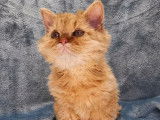 &Agrave; vendre un chaton Selkirk Rex Longhair au pelage roux cuivr&eacute; (LOOF)