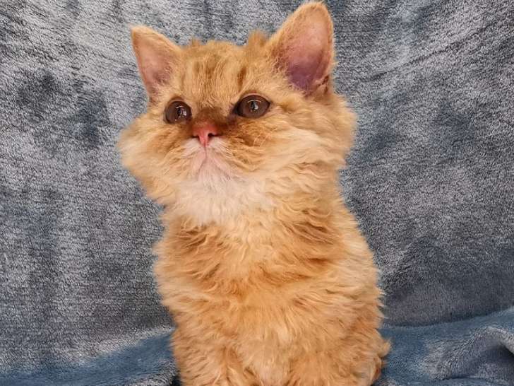 À vendre un chaton Selkirk Rex Longhair au pelage roux cuivré (LOOF)