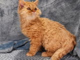&Agrave; vendre un chaton Selkirk Rex Longhair au pelage roux cuivr&eacute; (LOOF)