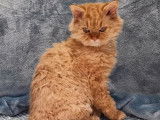 &Agrave; vendre un chaton Selkirk Rex Longhair au pelage roux cuivr&eacute; (LOOF)
