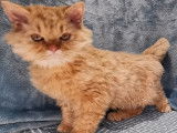 &Agrave; vendre un chaton Selkirk Rex Longhair au pelage roux cuivr&eacute; (LOOF)