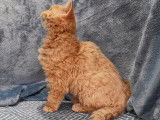 &Agrave; vendre un chaton Selkirk Rex Longhair au pelage roux cuivr&eacute; (LOOF)