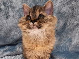 Chatonne noire argentée tortie Selkirk Rex LOOF à acheter