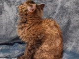 Chatonne noire argentée tortie Selkirk Rex LOOF à acheter