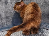 Chatonne noire argentée tortie Selkirk Rex LOOF à acheter