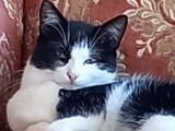 Discrète chatte type Européen femelle née en août 2020 non-LOF, bicolore, en quête d’un foyer