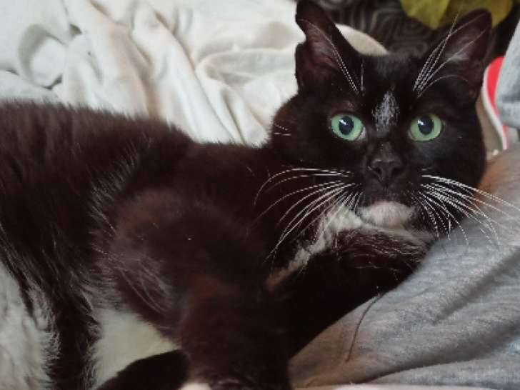 Forrest, chat mâle type européen non-LOF, bicolore, né en octobre 2011 cherche panier confortable et caresses à vie