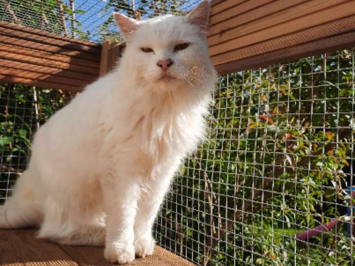 Punky, dynamique chat mâle type Européen blanc non-LOF né en août 2012, cherche famille pour poser sa panière
