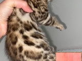 Magnifiques chatons Bengal