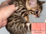 Magnifiques chatons Bengal