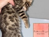 Magnifiques chatons Bengal
