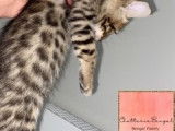 Magnifiques chatons Bengal