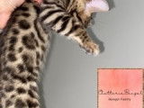 Magnifiques chatons Bengal