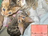 Magnifiques chatons Bengal