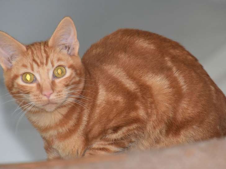 A adopter : Carmine, femelle tigrée rousse âgée de 9 mois