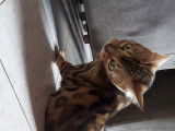 Chaton de race Bengal femelle à vendre