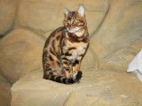 Chaton de race Bengal femelle à vendre