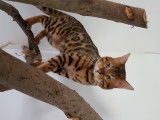 Chaton de race Bengal femelle à vendre