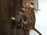 Chaton de race Bengal femelle à vendre