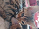 Chaton de race Bengal femelle à vendre