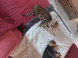 Chaton de race Bengal femelle à vendre