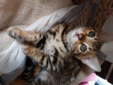 Chaton de race Bengal femelle à vendre
