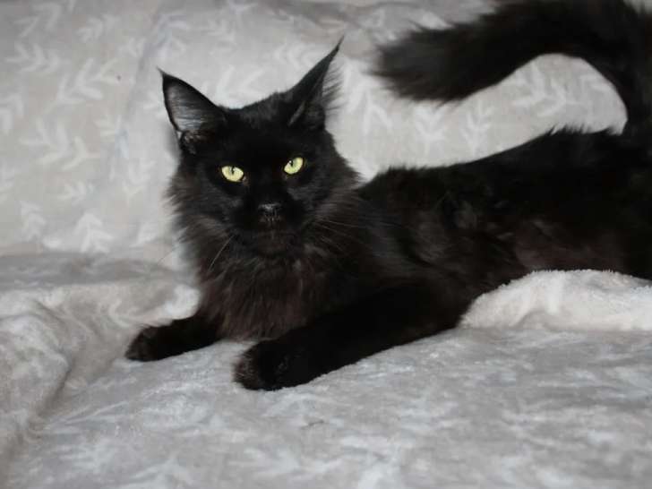Chat femelle Maine Coon LOOF noir fumé  âgée de 2 ans à vendre