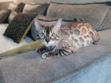 Chat Bengal seal mink LOOF pour saillie