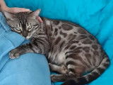 Chat Bengal seal mink LOOF pour saillie