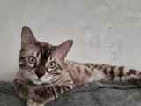 Chat Bengal seal mink LOOF pour saillie