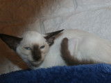 Chaton Siamois Moderne femelle à vendre