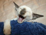Chaton Siamois Moderne femelle à vendre
