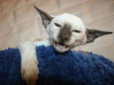 Chaton Siamois Moderne femelle à vendre