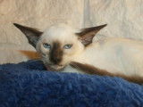 Chaton Siamois Moderne femelle à vendre