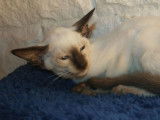 Chaton Siamois Moderne femelle à vendre