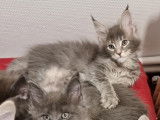 Chatons Maine Coons à vendre (3 Femelles & 1 Mâle)