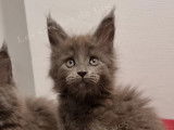 Chatons Maine Coons à vendre (3 Femelles & 1 Mâle)