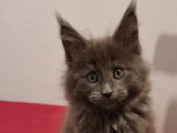 Chatons Maine Coons à vendre (3 Femelles & 1 Mâle)