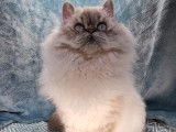 Chatonne Selkirk Rex bleu colorpoint LOOF disponible à la vente