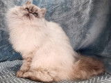 Chatonne Selkirk Rex bleu colorpoint LOOF disponible à la vente
