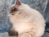 Chatonne Selkirk Rex bleu colorpoint LOOF disponible à la vente