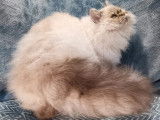 Chatonne Selkirk Rex bleu colorpoint LOOF disponible à la vente